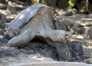 george-el-solitario-desvela-como-vivir-100-anos-sin-cancer