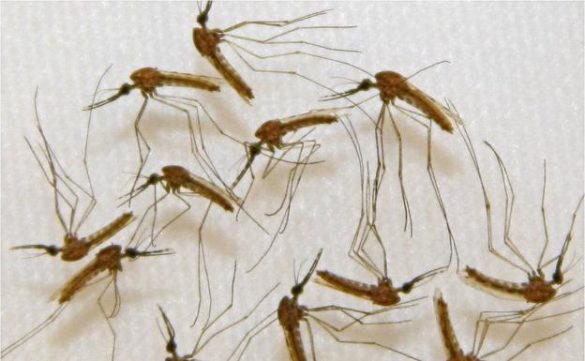 la-exposicion-prenatal-a-la-malaria-favorece-tener-la-enfermedad-durante-el-primer-ano
