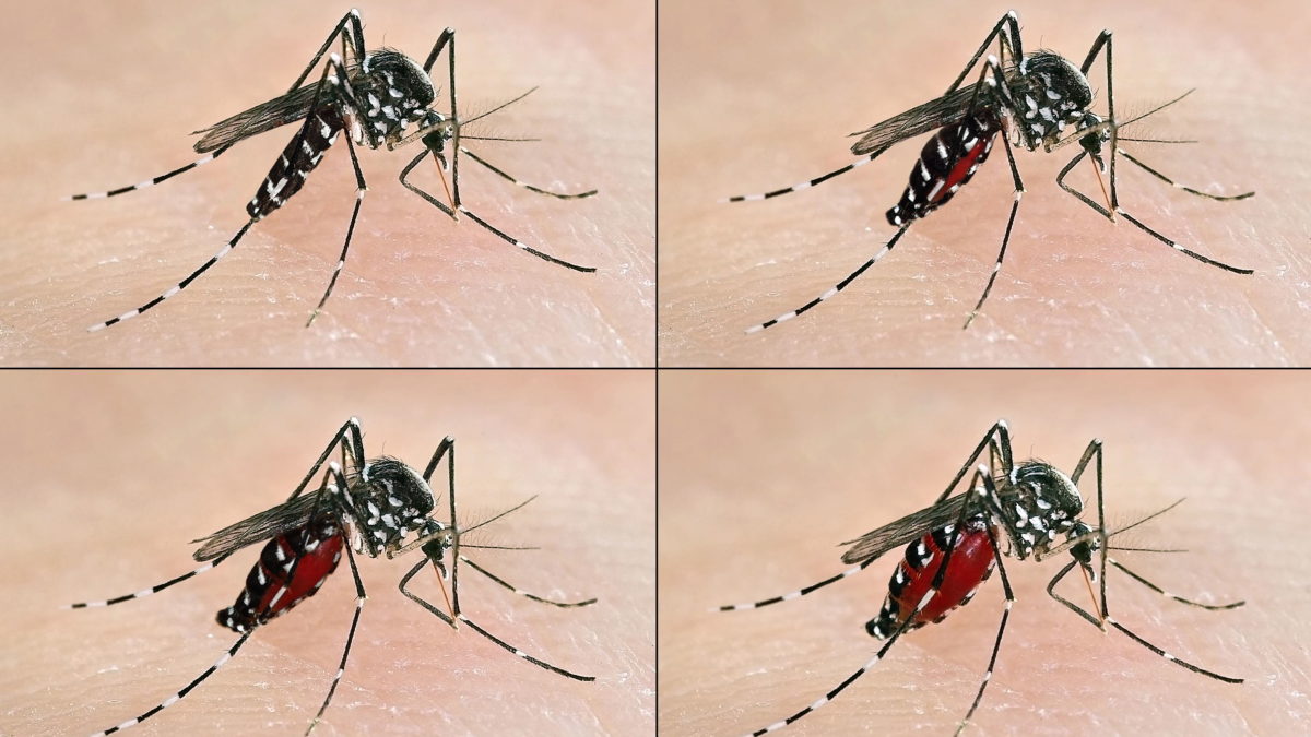 El dengue: una enfermedad sin tratamiento que puede ser mortal