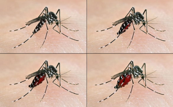 el-dengue-una-enfermedad-sin-tratamiento-que-puede-ser-mortal