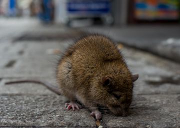 alberta-tiene-a-las-ratas-contra-las-cuerdas