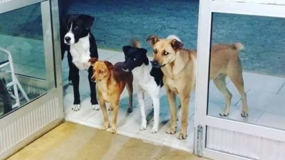 un-insecticida-oral-administrado-a-perros-logra-matar-insectos-vectores-de-leishmaniasis