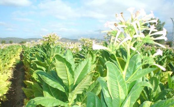 el-tabaco-tambien-dana-el-medio-ambiente