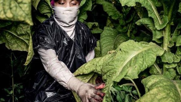 deja-de-fumar-al-menos-por-el-planeta-el-cultivo-del-tabaco-causa-un-importante-dano-al-medio-ambiente