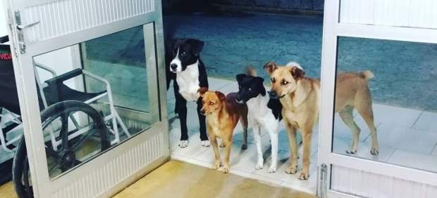 Cuatro perros esperando en la entrada de un hospital