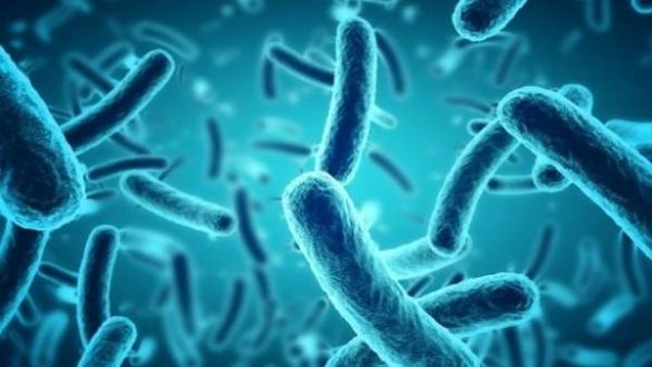 encuentran-relacion-entre-algunas-bacterias-y-la-salud-mental