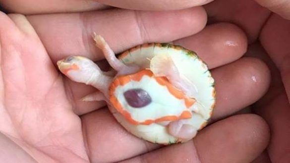 nace-una-tortuga-albina-con-el-corazon-latiendo-fuera-del-pecho