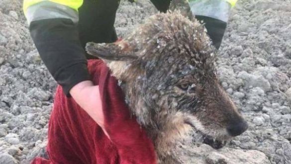 rescatan-a-un-perro-de-un-rio-helado-y-en-el-veterinario-descubren-que-es-un-lobo