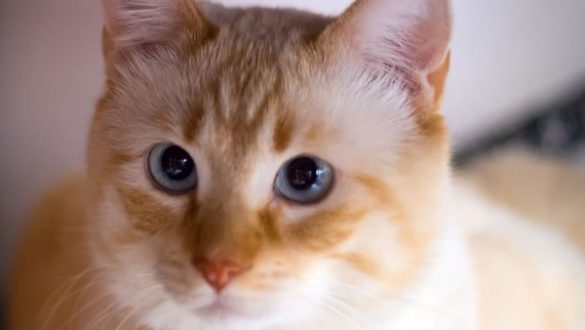 de-tal-humano-tal-felino-los-gatos-contraen-la-inestabilidad-emocional-de-sus-duenos