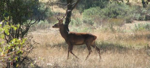 El virus "zombie" de los ciervos podría propagarse a los humanos en los próximso años.
