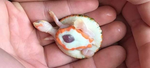 Hope, la tortuga albina que nació con su corazón latiendo fuera del pecho.