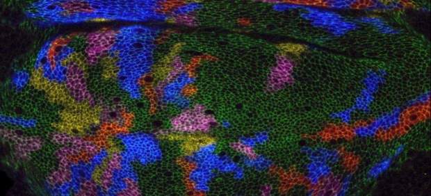 EEUU.- Una investigación en alas de la mosca de la fruta remodela la comprensión