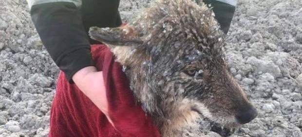 Lobo salvaje rescatado de un río helado en Estonia. 
