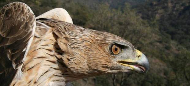 Un ejemplar de águila perdicera.