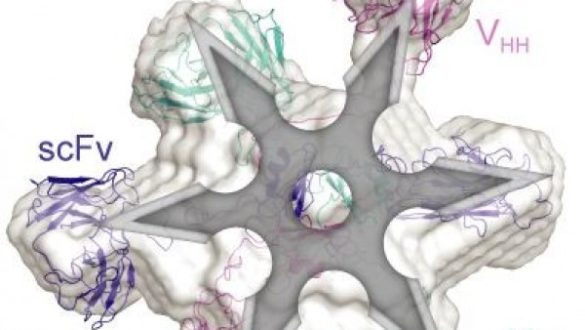 investigadores-del-12-de-octubre-y-la-fundacion-cris-crean-8220estrellas-ninja8221-biologicas-contra-el-cancer