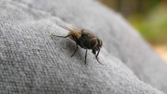 que-es-la-enfermedad-del-sueno-y-cuales-son-sus-sintomas