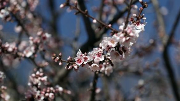 los-efectos-psicologicos-de-la-primavera-alergias-agorafobia-o-aumento-del-deseo-sexual