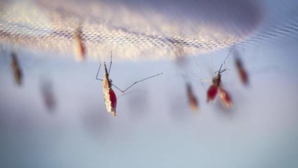 hallan-el-factor-genetico-que-permite-a-un-mosquito-transmisor-de-malaria-resistir-al-insecticida-mas-usado