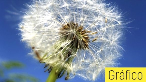 calendario-para-alergicos-cuanto-dura-la-epoca-de-graminea-y-como-afecta-en-cada-region-de-espana
