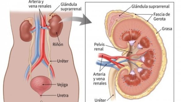 los-pacientes-con-sarcoma-en-fase-avanzada-sobreviven-el-doble-que-hace-cinco-anos