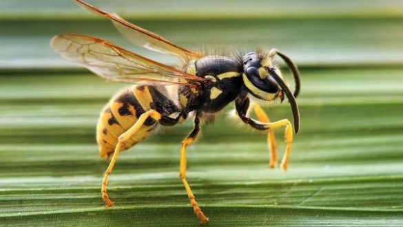 consejos-para-actuar-en-caso-de-sufrir-una-picadura-de-avispa