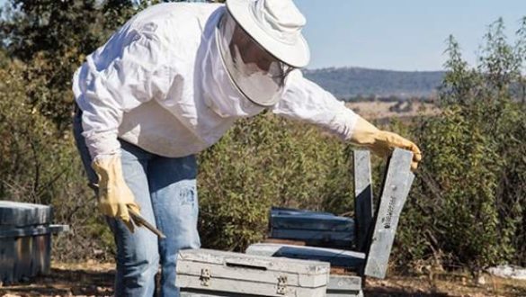 consejos-para-actuar-en-caso-de-sufrir-una-picadura-de-abeja