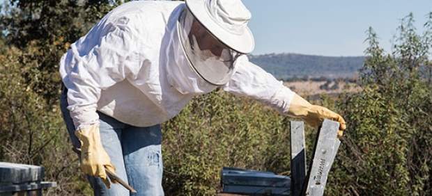 Un apicultor ante una colmena de abejas. 