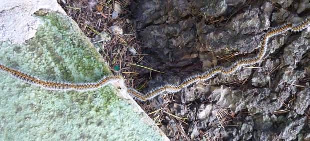 Procesionaria (Archivo)