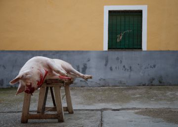 una-matanza-clandestina-causa-el-mayor-brote-de-triquinosis-en-espana-en-7-anos