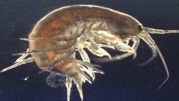 encuentran-cocaina-ketamina-y-pesticidas-prohibidos-en-animales-invertebrados-de-los-rios-britanicos