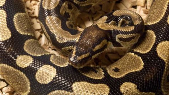 las-mordeduras-de-serpiente-causan-unas-100.000-muertes-al-ano-y-casi-medio-millon-de-casos-de-discapacidad