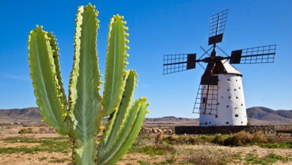 logran-erradicar-en-fuerteventura-el-mosquito-que-transmite-el-dengue