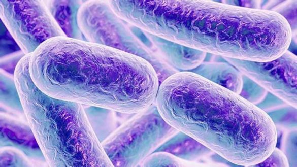 una-microbiota-sana-contribuye-a-regular-el-apetito-el-peso-corporal-y-el-estres