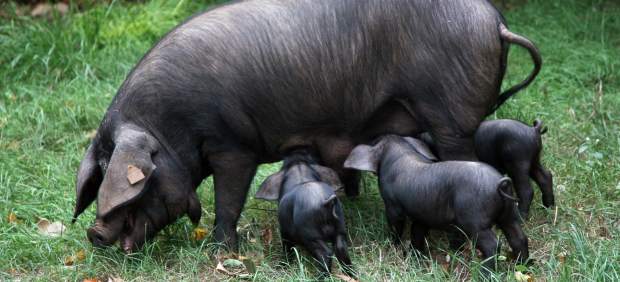 Cerdo negro