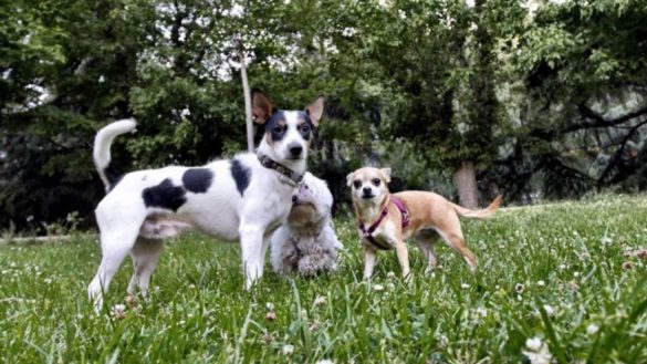 como-afecta-la-ola-de-calor-a-los-perros-y-gatos-consecuencias-y-recomendaciones