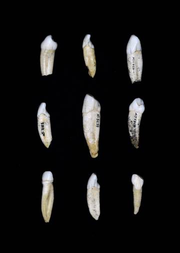 Dientes conservados en el CENIEH.