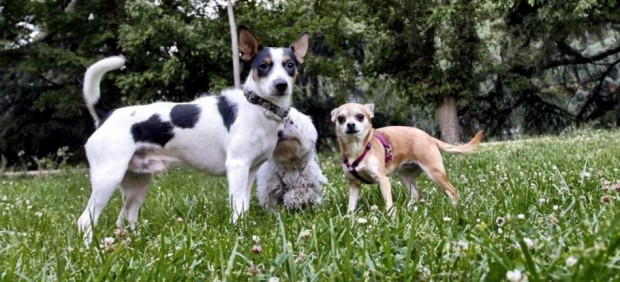 Tres perros en un parque