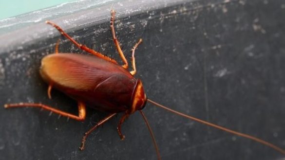 las-cucarachas-se-vuelven-resistentes-a-los-insecticidas-ya-es-171casi-imposible187-matarlas-solo-con-quimicos
