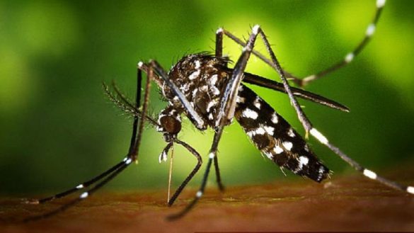 que-hacer-si-te-pica-el-mosquito-tigre