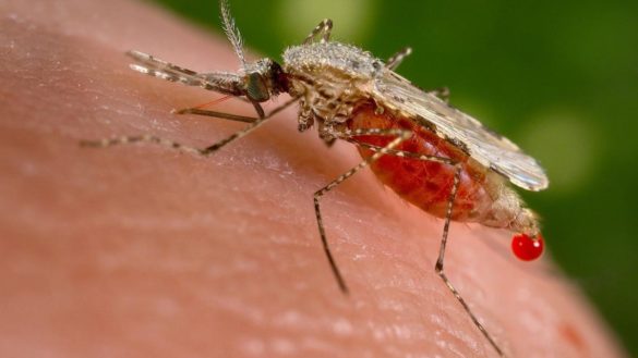 por-que-los-mosquitos-portadores-de-enfermedades-se-alimentan-casi-exclusivamente-de-humanos