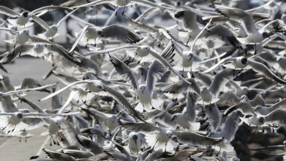 descubren-que-las-gaviotas-son-una-potencial-fuente-de-superbacterias-que-podria-contagiar-a-humanos