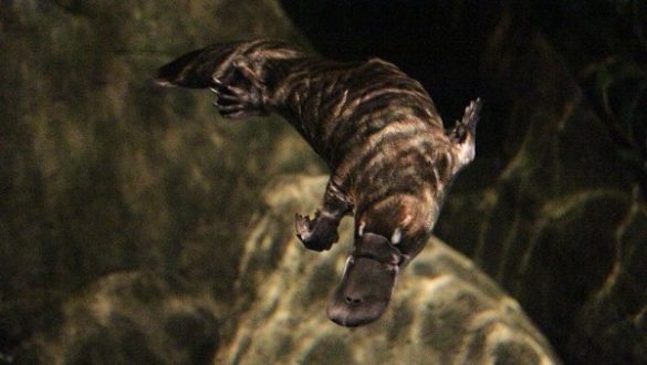 el-embarazo-de-los-mamiferos-fue-posible-gracias-a-la-evolucion-de-un-animal-similar-a-un-ornitorrinco