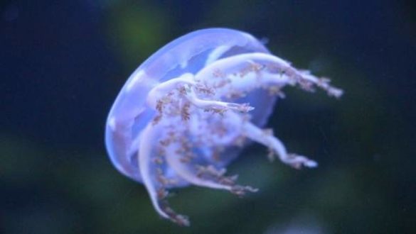 el-csic-alerta-del-aumento-de-medusas-en-espana-incluidas-especies-invasoras