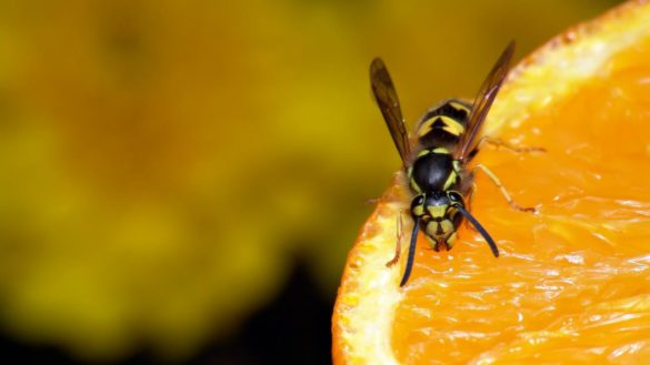 como-prevenir-y-tratar-las-picaduras-de-insectos