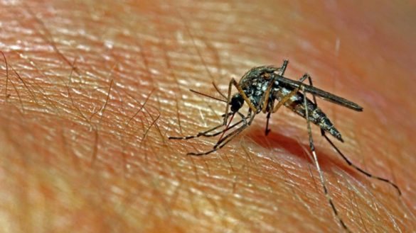 como-evitar-picaduras-de-mosquitos-por-la-noche