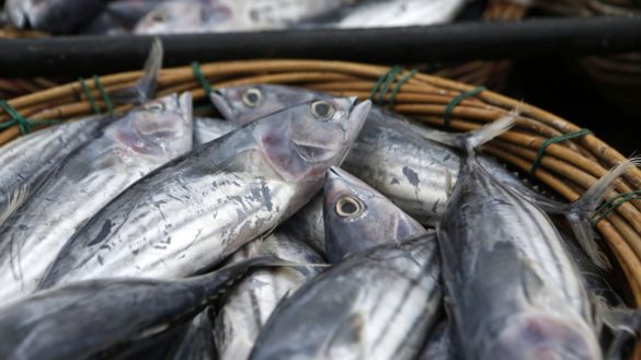 comer-pescado-tres-veces-a-la-semana-puede-prevenir-el-cancer-segun-un-estudio