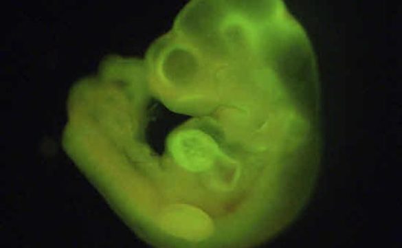 japon-da-luz-verde-a-la-creacion-de-embriones-hibridos-entre-ratones-y-humanos