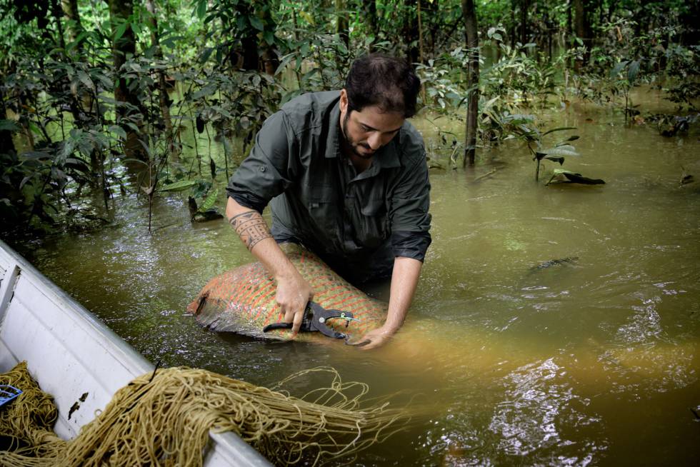 João Campos-Silva, ecologista brasileño que ha desarrollado un plan para salvar a una especie en peligro de extinción del Amazonas. (© Rolex  Marc Latzel).