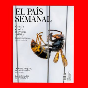 Guerra contra la avispa asiática, este domingo, en ‘El País Semanal’