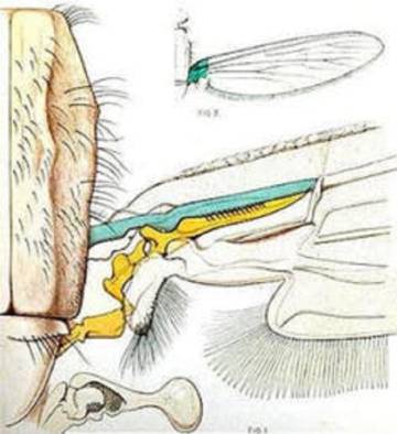 Ala del mosquito. La mitad en forma de peine, dibujada en azul, se raspa contra la parte amarilla cada vez que el mosquito agita sus alas. 